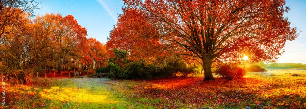 Obraz premium Krajobraz jesienią z dużym dębem