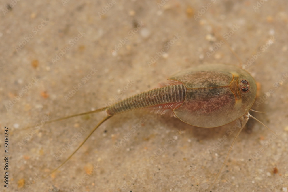 Triops