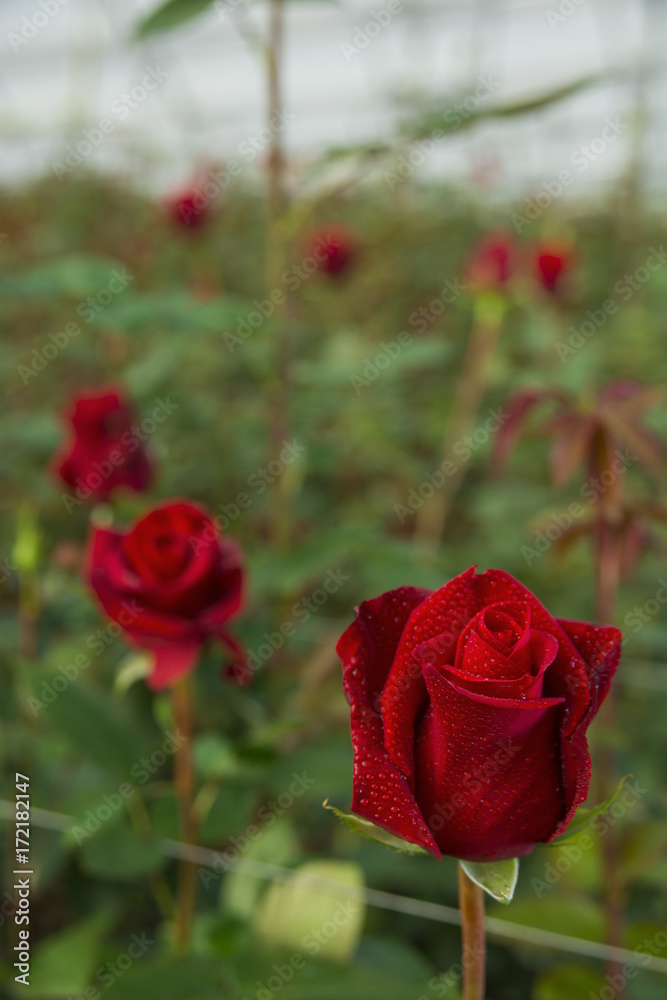 Cultivo de Rosas rojas Ecuatorianas en invernadero foto de Stock | Adobe  Stock