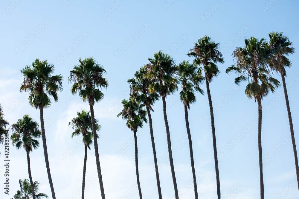 Obraz premium Palm Trees