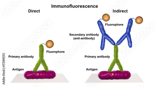Direct and indirect immunofluorescent reactions RIF, 3D illustration. RIF is immunological reaction used in diagnostics of different infectious diseases photo