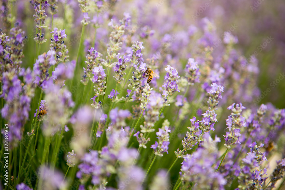 Lavender and Bees 3 Lavender and Bees 3