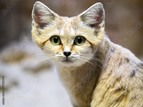Sand cat, Felis margarita, is a beautiful desert cat photo