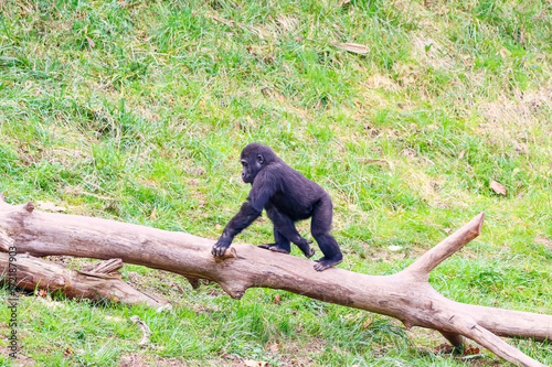 Gorilla in Cabarceno National Park