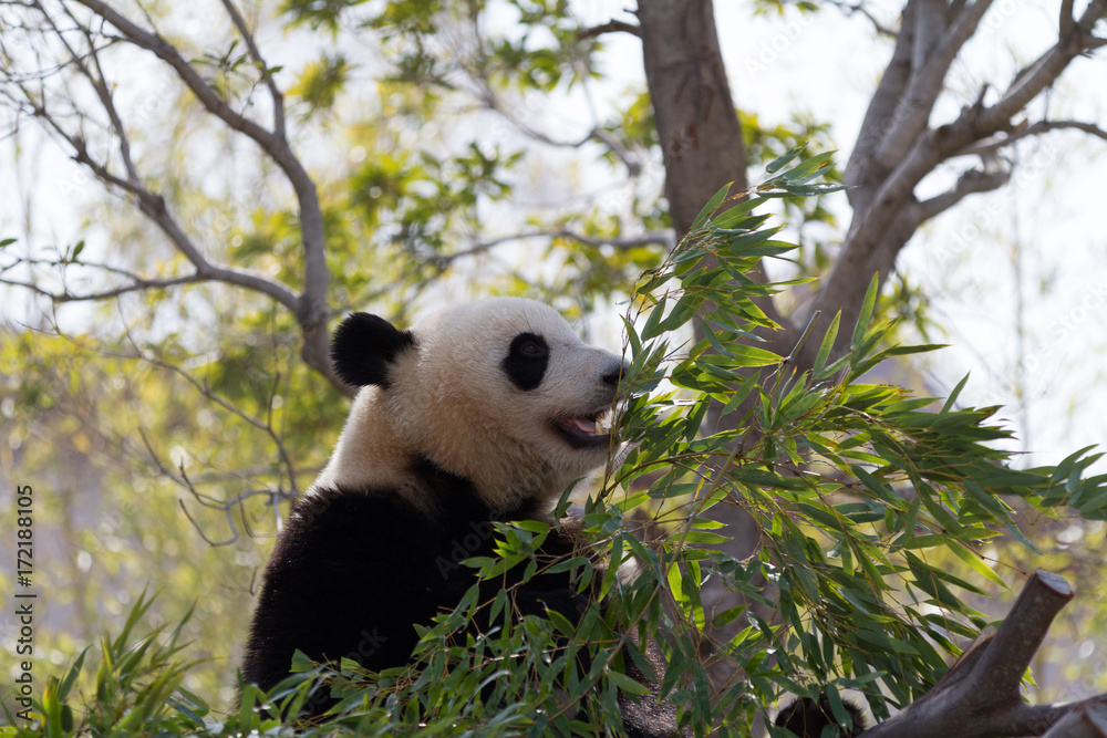Fototapeta premium パンダ