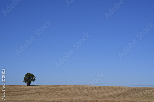 Árbol en el horizonte
