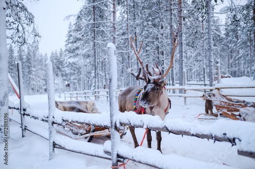 Reindeers in a winter landscape © Nejron Photo