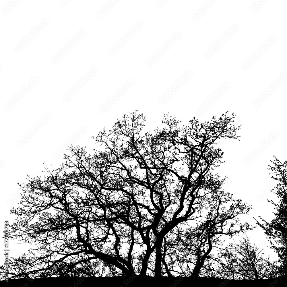 Realistic tree silhouette (Vector illustration).Eps10 Realistic tree silhouette (Vector illustration).Eps10