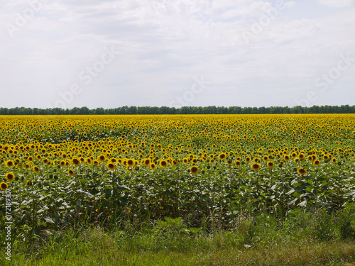 Stavropol's sunflowers