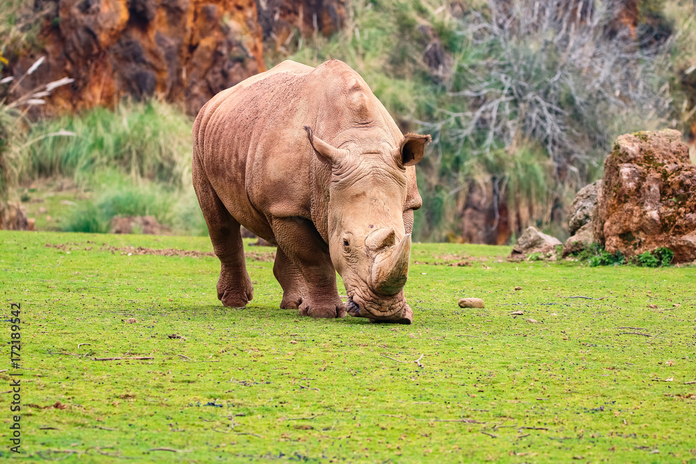 Obraz premium White rhinoceros or White Rhino, Ceratotherium simum, with big horn in Cabarceno Natural Park
