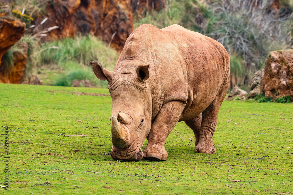 Obraz premium White rhinoceros or White Rhino, Ceratotherium simum, with big horn in Cabarceno Natural Park