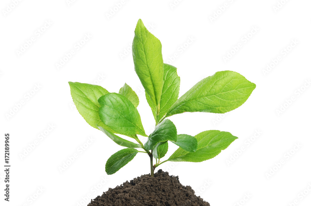 Green plant growing in soil isolated on a white Green plant growing in soil isolated on a white
