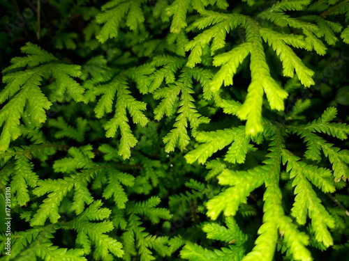 Fresh fern leaves in outskirts of Himalayas.