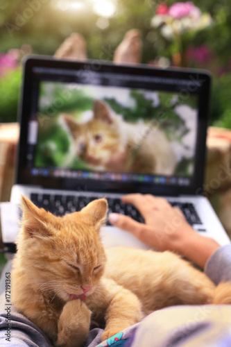 red kitten lick its paw on human knees with laptop and green garden flowers summer  background photo
