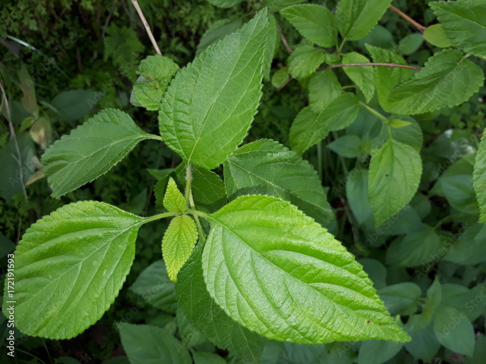 Fresh leaves in outskirts of Himalayas.