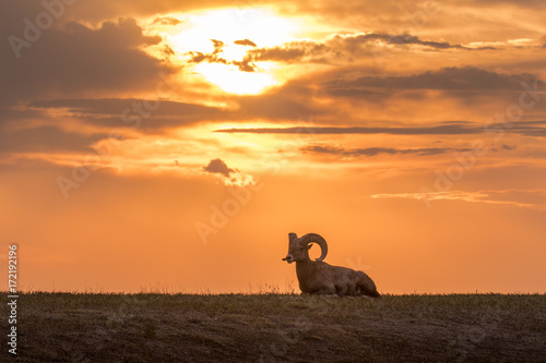 Silhouette of animal bighorn ram sheep in nature with beautiful orange sunset in clouds