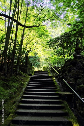 Fototapeta Naklejka Na Ścianę i Meble -  Bamboo Forest and stairs