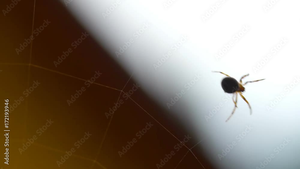 Spider weaves a web