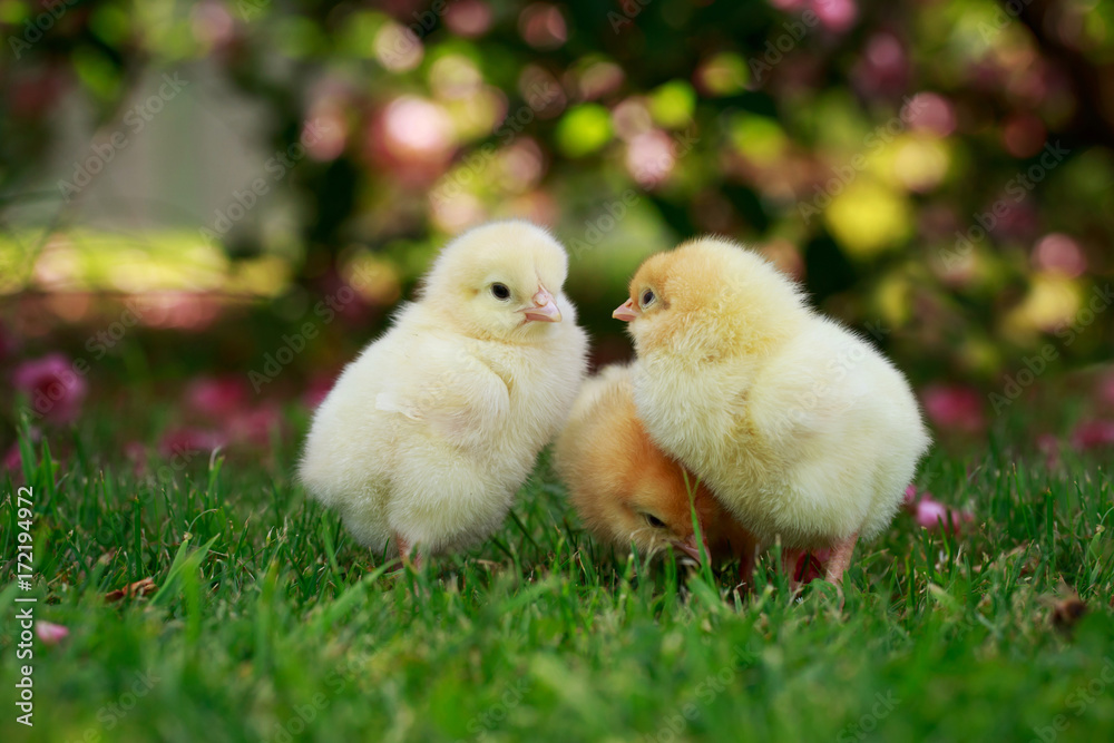the little chickens the little chickens