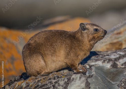 Sun bathing rock hyrax aka Procavia capensis at the Otter Trais at the Indian Ocean