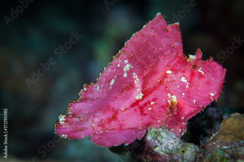 Face of The leaf scorpionfish or paperfish,(Taenianotus triacanthus) is pink vivid color in black background,Layang layang , Malaysia photo