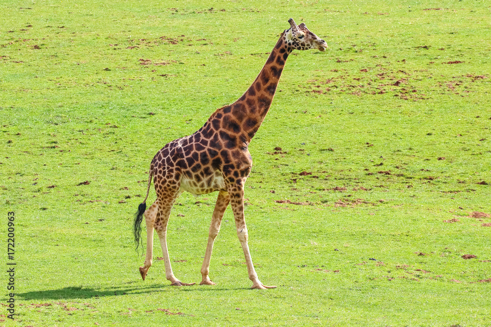 Obraz premium Giraffe (Giraffa camelopardalis)