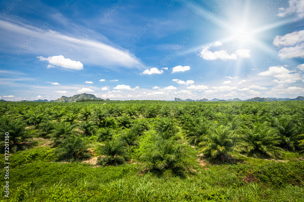 Fresh green palm oil farm plantation against blue sky with white clouds and sun. Thailand, Krabi province. Beautiful nature landscape. Agriculture background