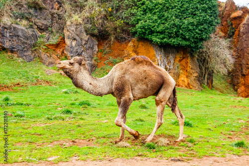 Camel, Dromedary (Camelus dromedarius) © Alfredo