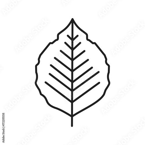 Poplar leaf linear icon