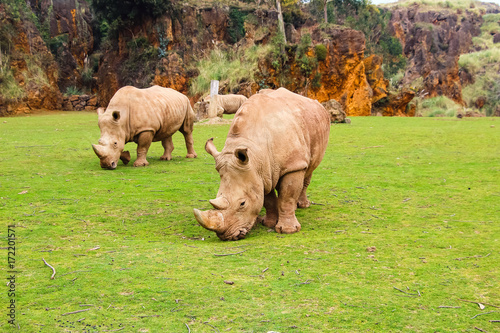 White rhinoceros or White Rhino  Ceratotherium simum  with big horn in Cabarceno Natural Park