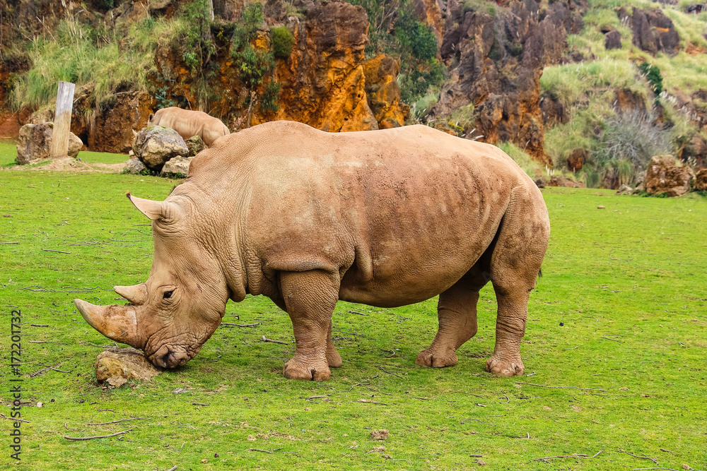 Fototapeta premium White rhinoceros or White Rhino, Ceratotherium simum, with big horn in Cabarceno Natural Park