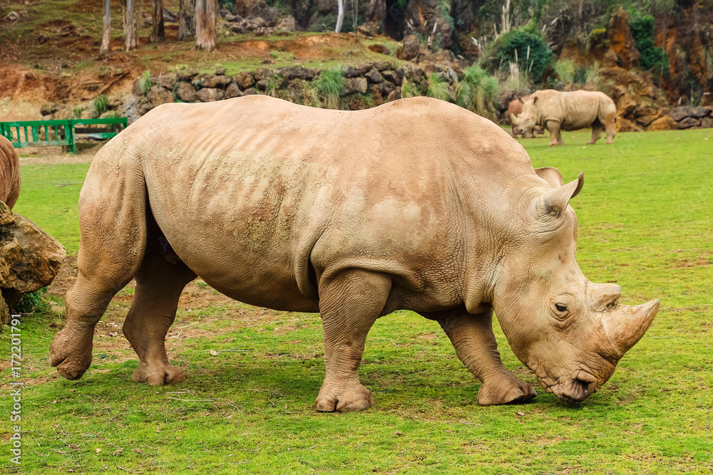 White rhinoceros or White Rhino, Ceratotherium simum, with big horn in Cabarceno Natural Park White rhinoceros or White Rhino, Ceratotherium simum, with big horn in Cabarceno Natural Park