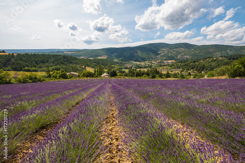 Paysa de Provence en été. Pays de Sault. Champ de lavande.