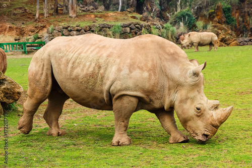 White rhinoceros or White Rhino  Ceratotherium simum  with big horn in Cabarceno Natural Park