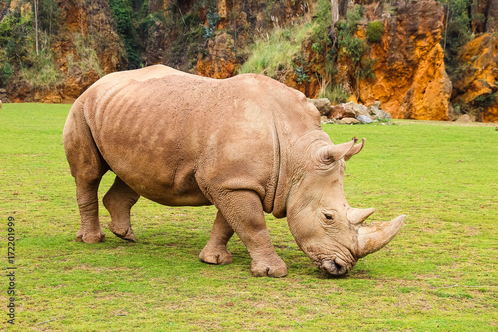 Fototapeta premium White rhinoceros or White Rhino, Ceratotherium simum, with big horn in Cabarceno Natural Park