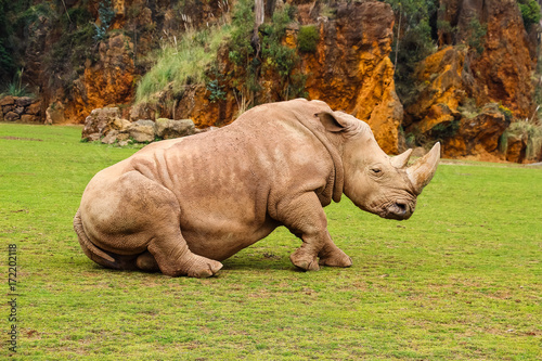 White rhinoceros or White Rhino  Ceratotherium simum  with big horn in Cabarceno Natural Park