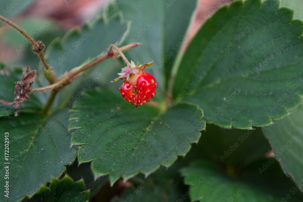 Tiny Strawberry