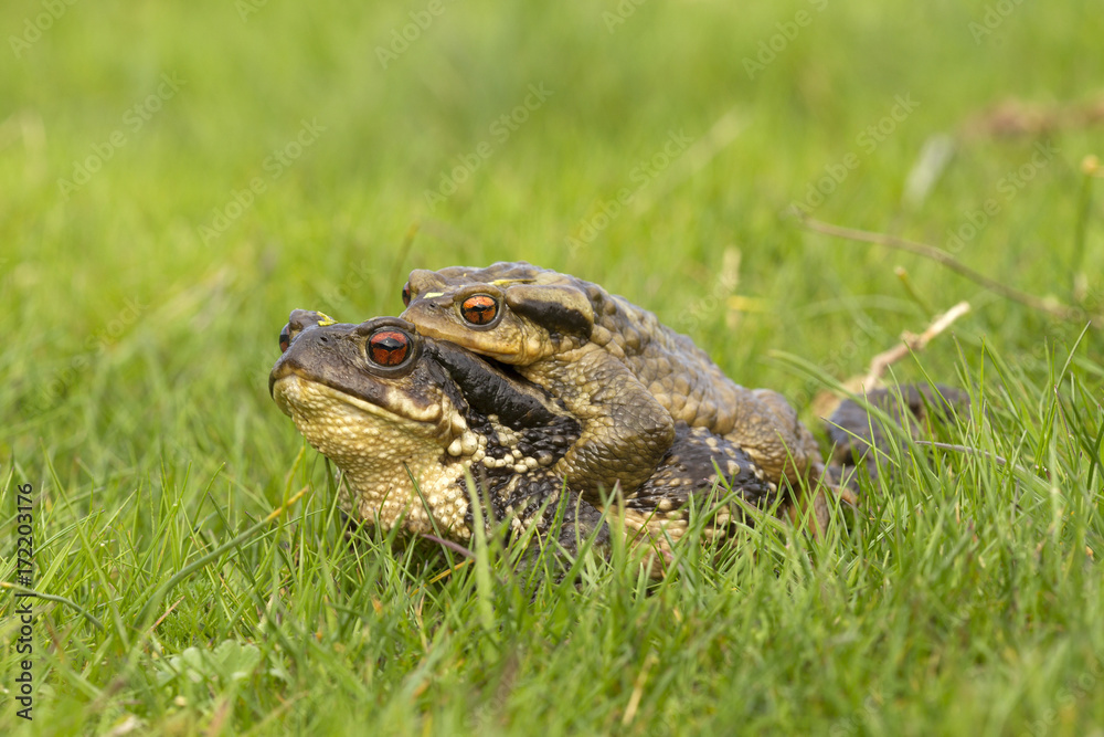 Obraz premium amplexo sapos