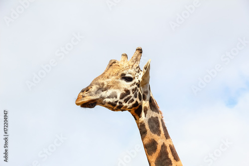 Giraffe (Giraffa camelopardalis) head and face within Cabarceno Natural Park, Cantabria, Spain © Alfredo