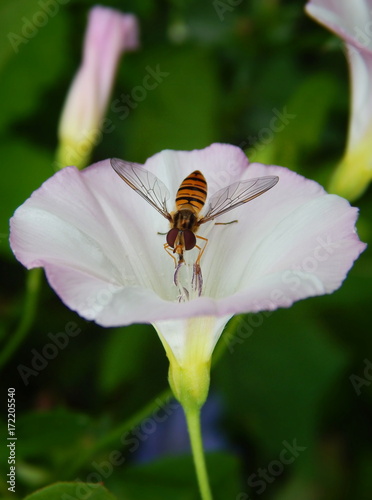 Striped yellow-black fly on a pink flower bindweed closeup on green background