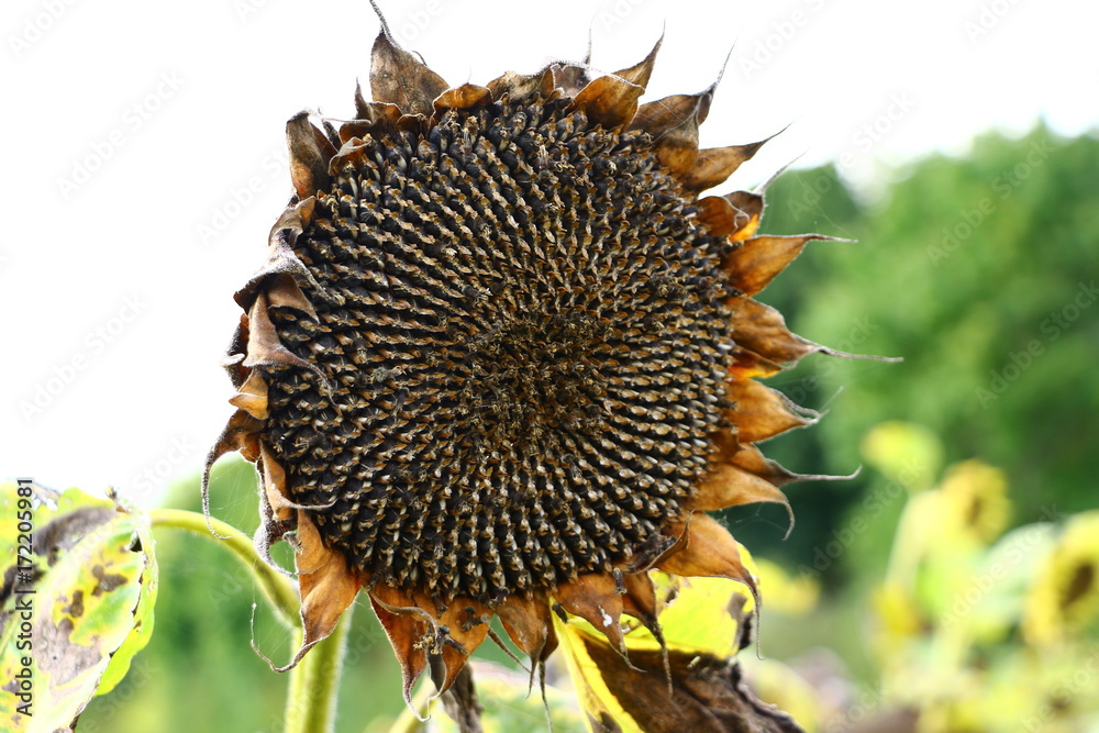 Verblühte Sonnenblume StockFoto Adobe Stock