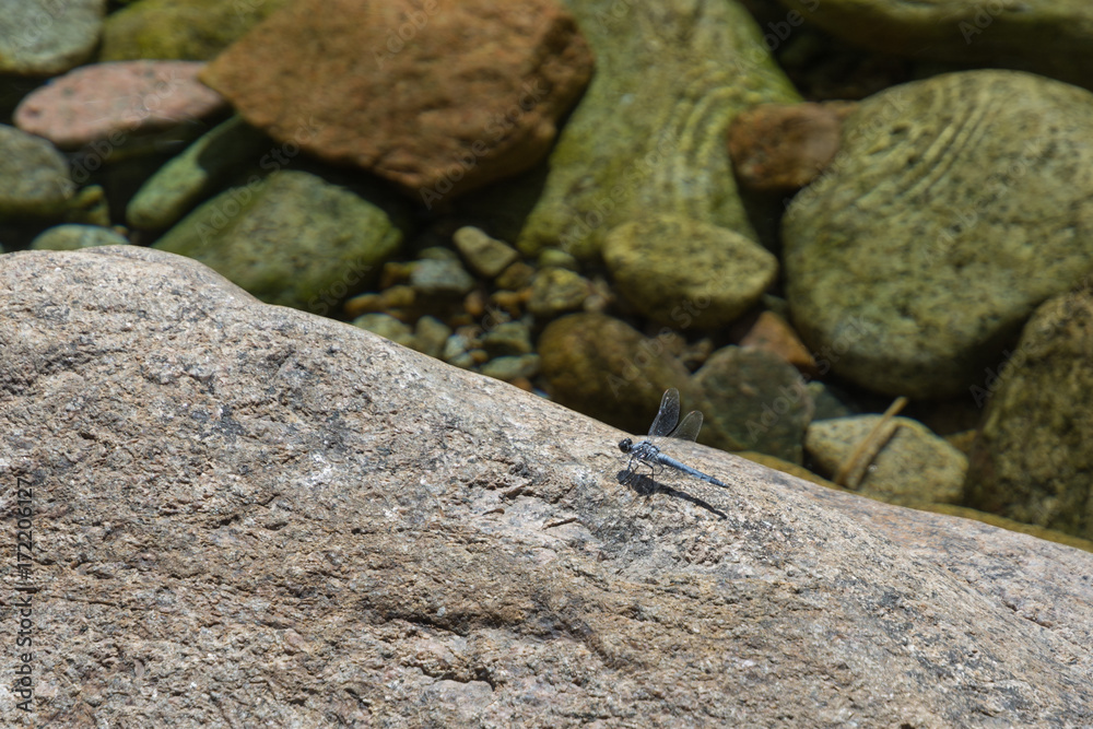 dragonfly sitting on a rock in a mountain stream dragonfly sitting on a rock in a mountain stream