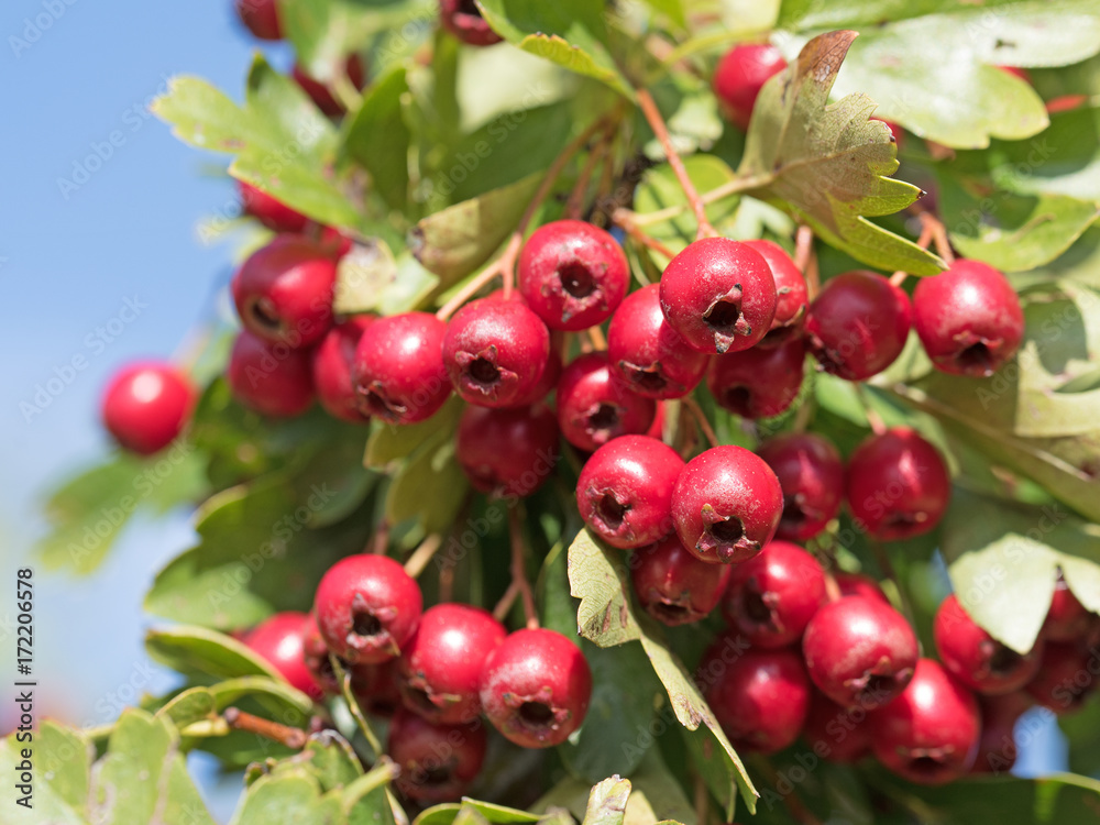 Weißdorn, Crataegus, Früchte Weißdorn, Crataegus, Früchte