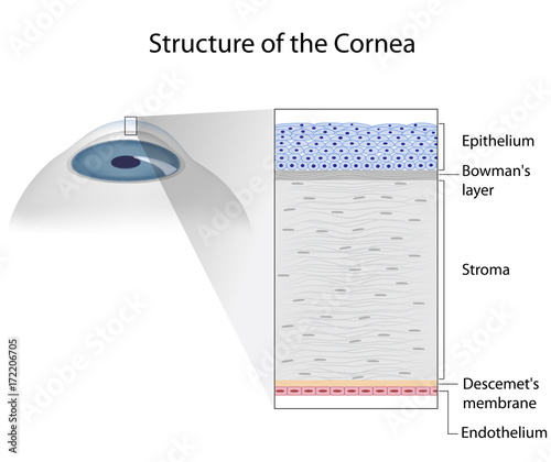 Structure of human cornea photo