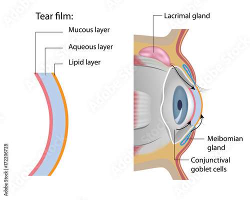 Tear glands anatomy  photo