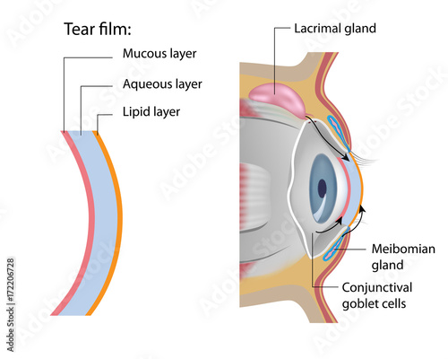 Tear glands anatomy 