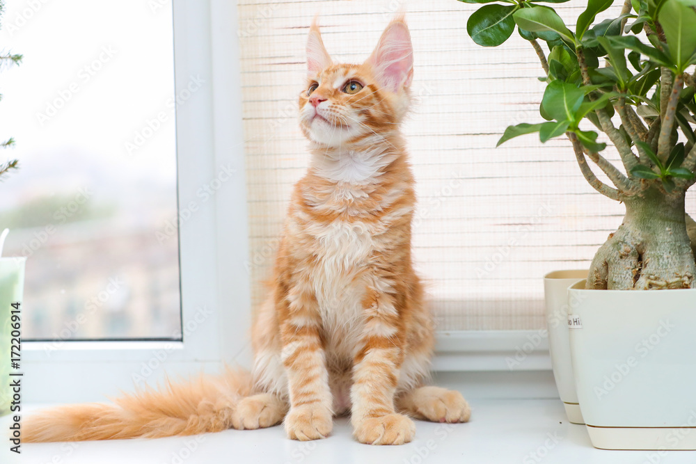 Beautiful red Maine Coon kitten lying on a light background.Selective focus on the face. Photo with depth of field.