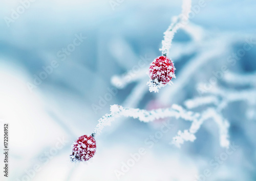 ripe red fruits of the rose hip plant is covered with spiky icicles fluffy wh...