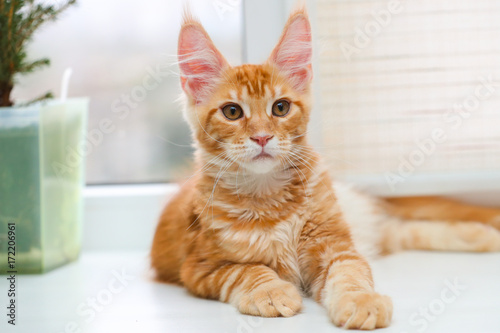 Beautiful red Maine Coon kitten lying on a light background.Selective focus on the face. Photo with depth of field.