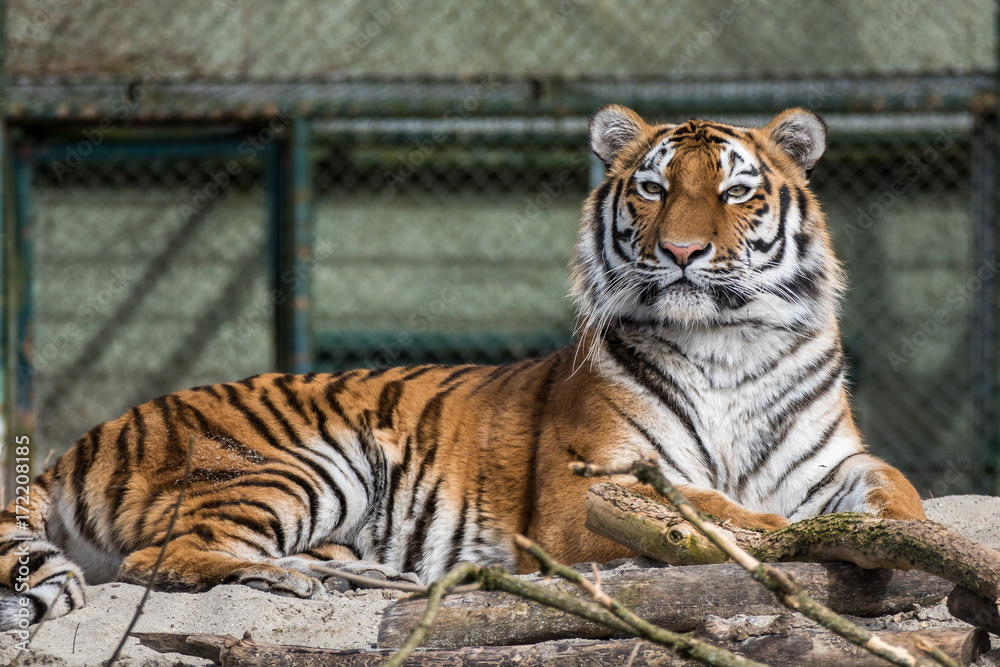 Tiger - Panthera tigris